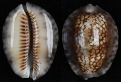 Mauritia depressa depressa
