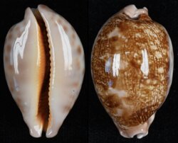 Leporicypraea geographica geographica