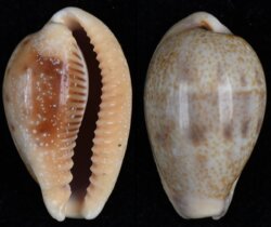 Contradusta bregeriana bregeriana
