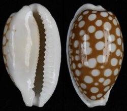 Cribrarula cribraria cribraria