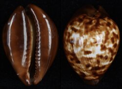 Zoila decipiens decipiens