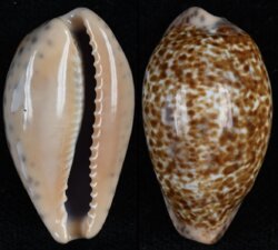 Pseudozonaria annettae