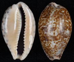 Pseudozonaria annettae