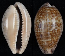 Pseudozonaria annettae