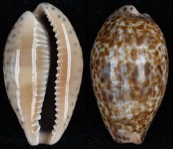 Pseudozonaria annettae