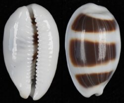 Palmadusta asellus bitaeniata