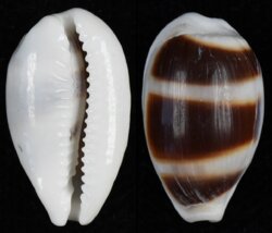 Palmadusta asellus bitaeniata