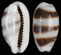 Palmadusta asellus bitaeniata