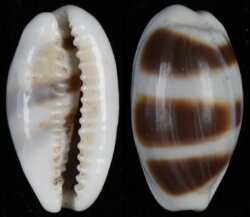 Palmadusta asellus bitaeniata