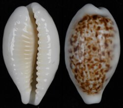Eclogavena coxeni