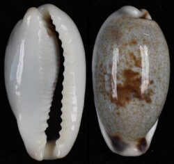 Erronea cylindrica sowerbyana