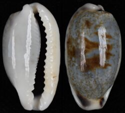 Erronea cylindrica sowerbyana