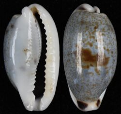Erronea cylindrica sowerbyana