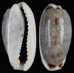 Erronea cylindrica sowerbyana