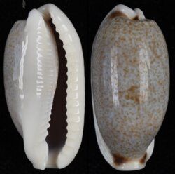 Erronea cylindrica sowerbyana