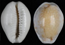 Naria acicularis