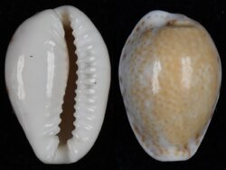 Naria acicularis