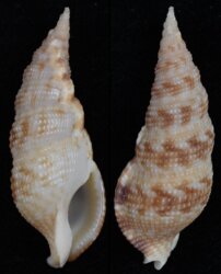 Colubraria tortuosa