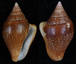 Columbella major