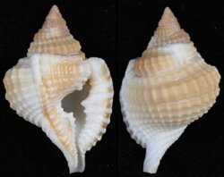 Distorsio decipiens