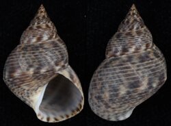 Littoraria intermedia