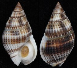 Nassarius margaritiferus