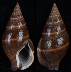 Nassarius olivaceus