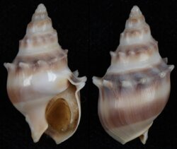 Dorsanum moniliferum