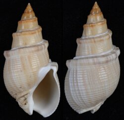 Bullia annulata