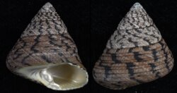 Tegula pellisserpentis