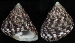 Monodonta labio