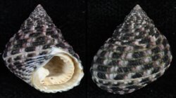 Monodonta labio