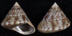 Calliostoma zizyphinum conuloides