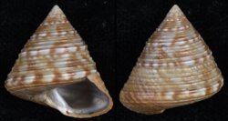 Calliostoma zizyphinum conuloides