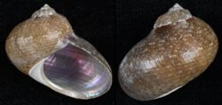 Pseudostomatella papyracea