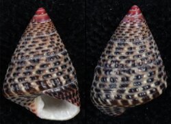 Thalotia conica