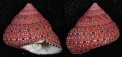 Clanculus pharaonius