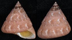 Calliostoma jujubinum