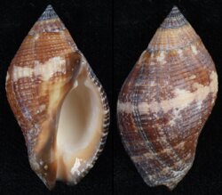 Nassa francolina