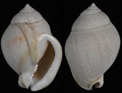 Semicassis craticulata