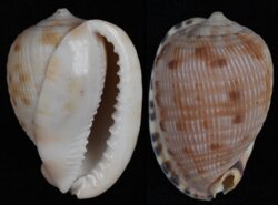 Cypraecassis testiculus