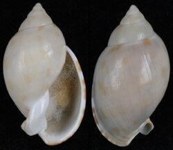 Semicassis cernica