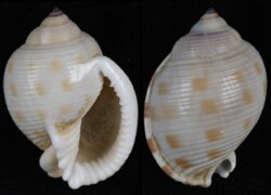 Semicassis faurotis