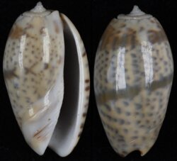 Oliva bulbosa fma bicingulata