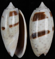 Oliva bulbosa fma bicingulata