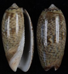 Oliva pacifica