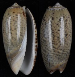 Oliva pacifica