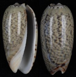Oliva pacifica