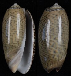 Oliva pacifica