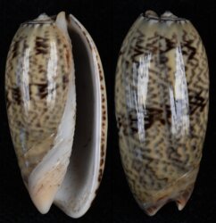 Oliva pacifica